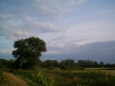 Wiesenlandschaft in der Abenddmmerung.